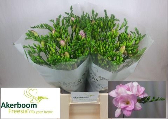 <h4>Freesia du Honeymoon</h4>