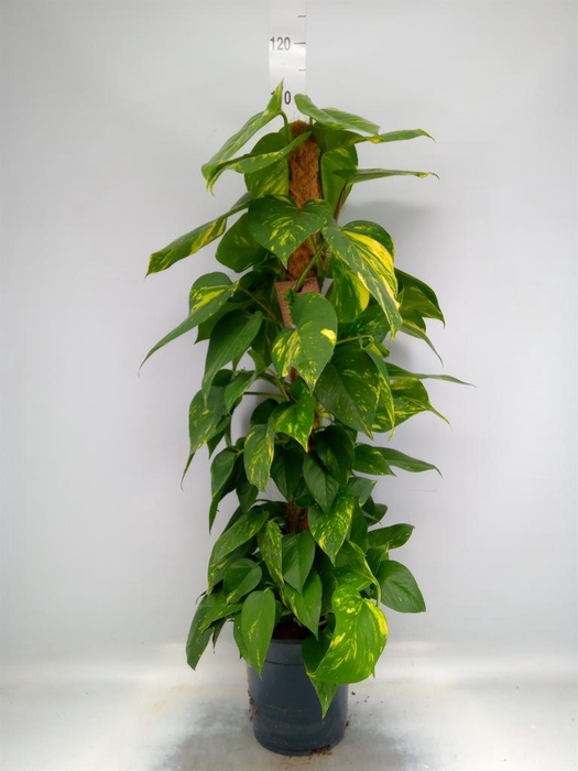 <h4>Epipremnum pinn.   ...moss stick</h4>