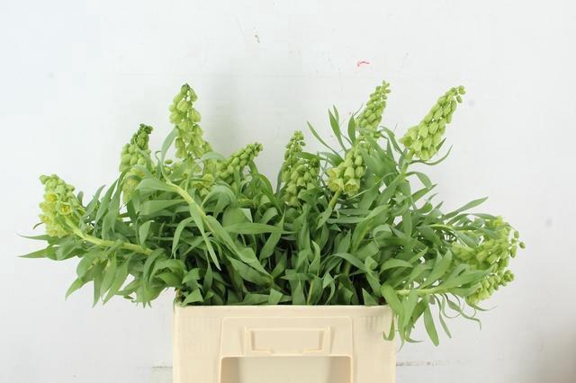 FRIT IVORY BELLS ARTISTIEK