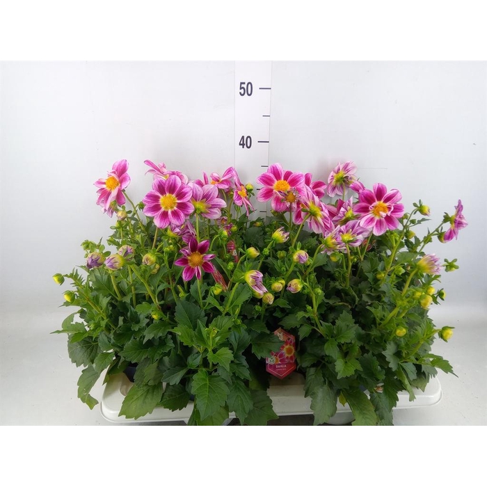 <h4>Dahlia  'Summerbees Purple Bicolor'</h4>