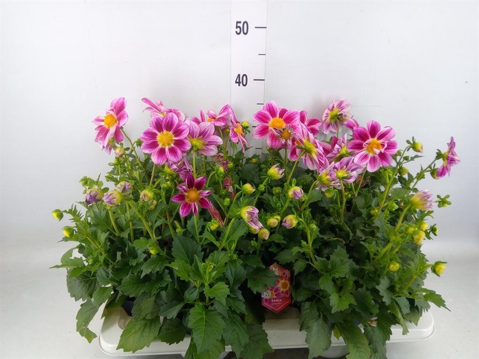 Dahlia  'Summerbees Purple Bicolor'