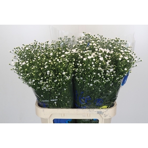 Aster White Gypsy