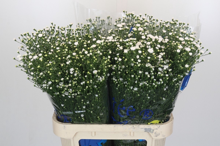 <h4>Aster White Gypsy</h4>