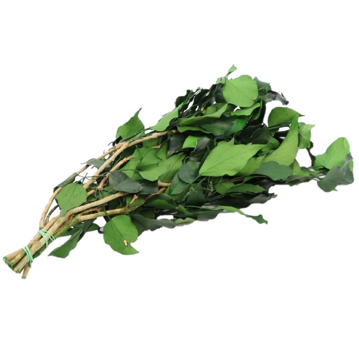 <h4>Preserved Hedera 65cm 150g</h4>