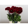 Dahlia Red Runner