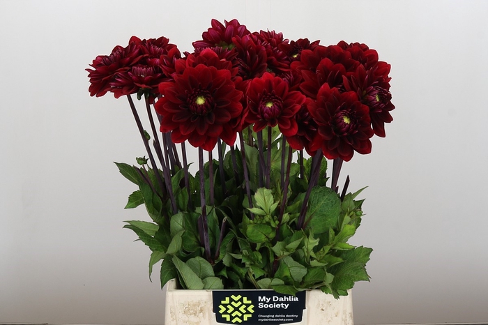 <h4>Dahlia Red Runner</h4>