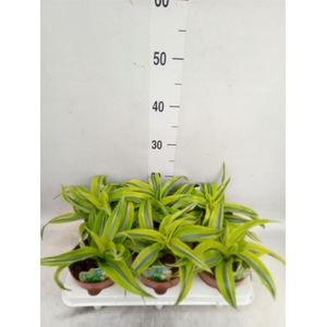 Dracaena frag. 'Lemon Surprise'