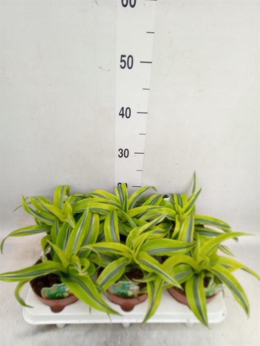 <h4>Dracaena frag. 'Lemon Surprise'</h4>