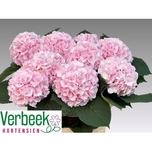 HYDR M CH VERENA