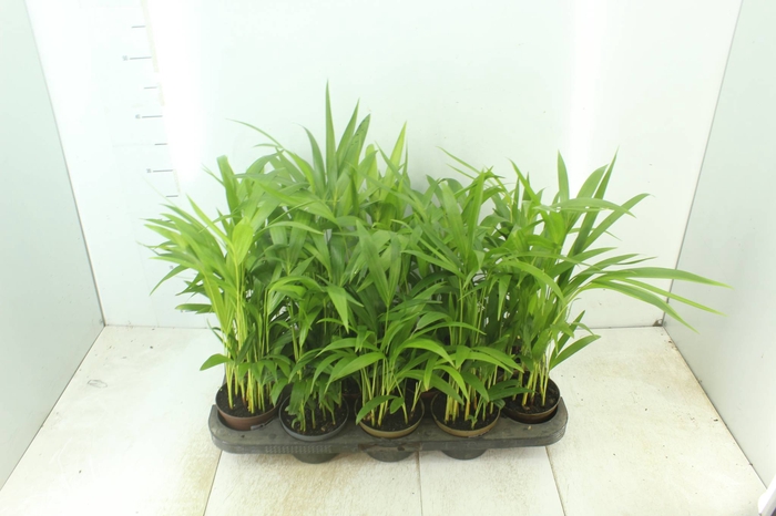 <h4>ARECA BAMBU P11</h4>