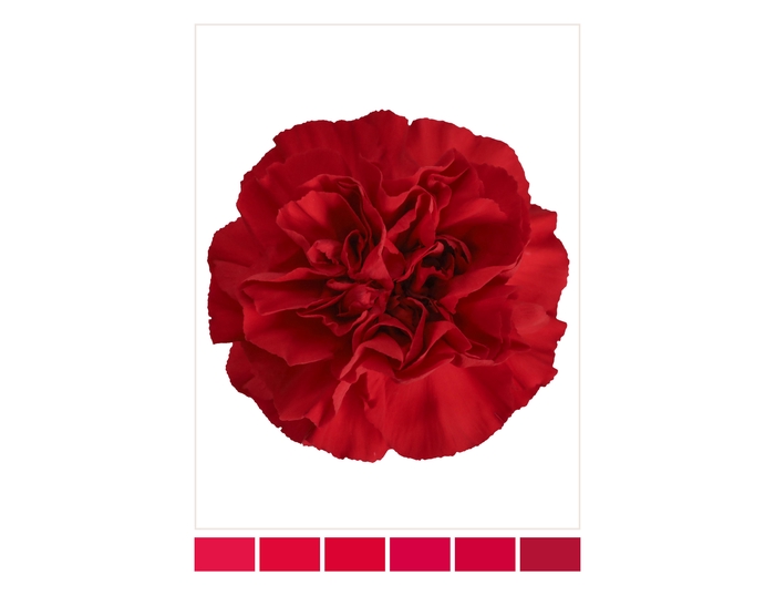 <h4>DI ST RED MAGIC</h4>