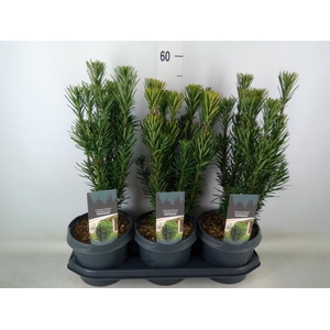 Cephalotaxus harring. 'Fastigia'