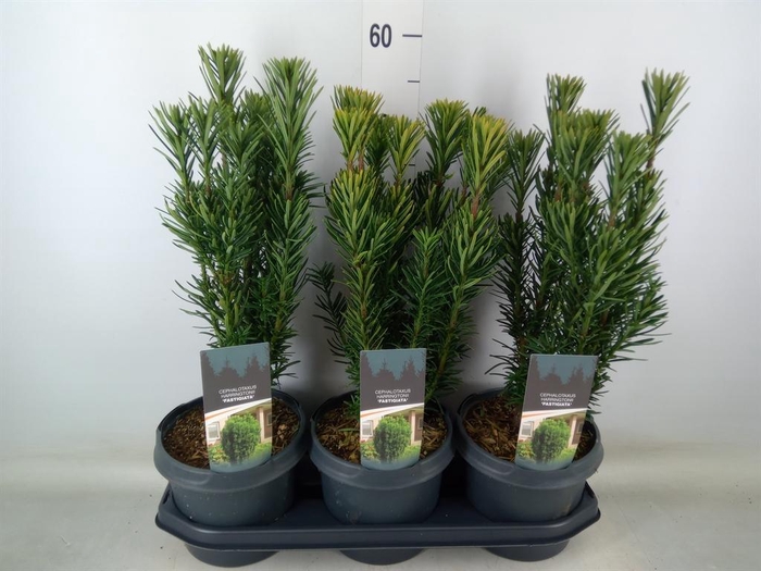 <h4>Cephalotaxus harring. 'Fastigia'</h4>