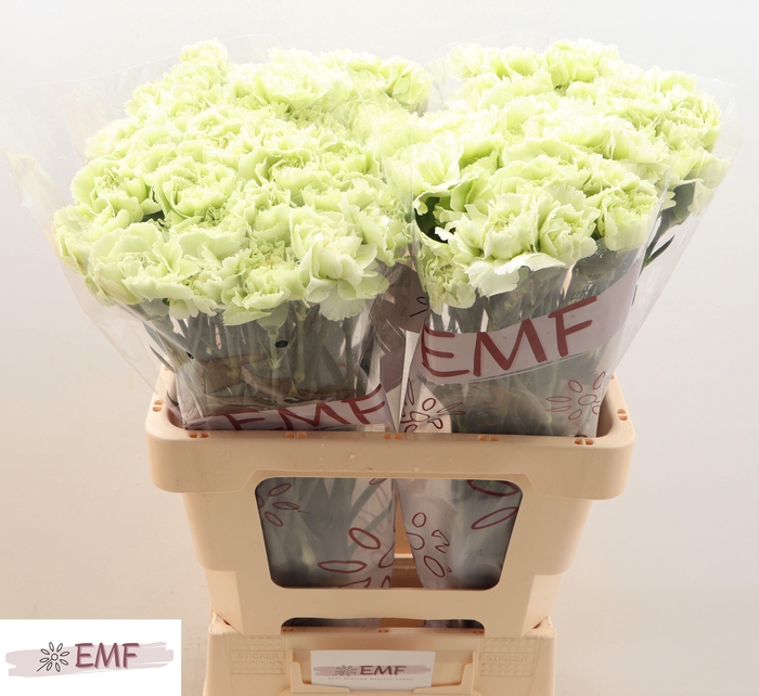 <h4>DI ST PRADO MINT</h4>