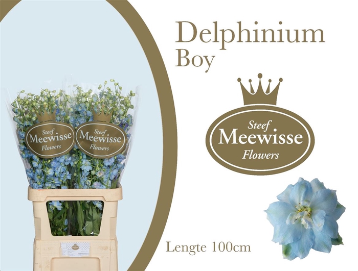 <h4>Delphinium Boy</h4>