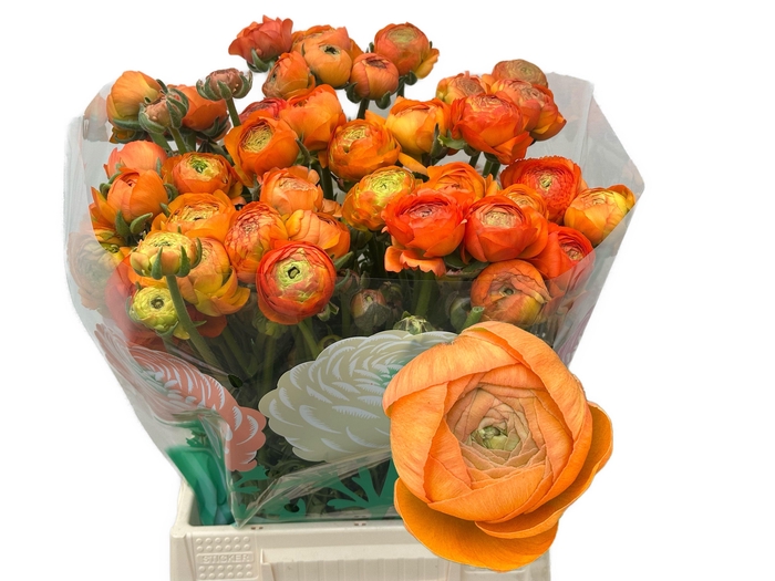 <h4>RAN AAZUR ORANGE</h4>