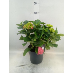 Hydrangea mac. 'Hi Fire'