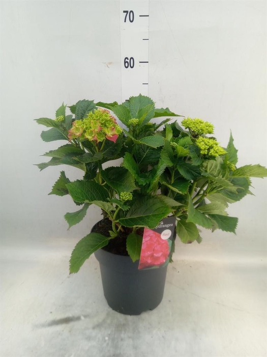 <h4>Hydrangea mac. 'Hi Fire'</h4>