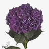 Hydrangea mag ruby red purple