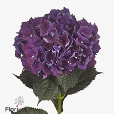 Hydrangea mag ruby red purple