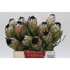 Protea Niobe