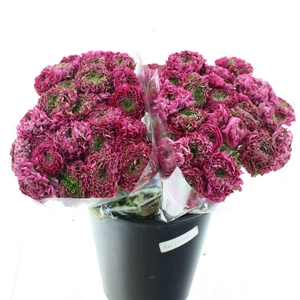 Ran Ponpon Aladdin Green/cerise Extra