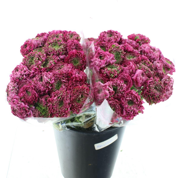 <h4>Ran Ponpon Aladdin Green/cerise Extra</h4>