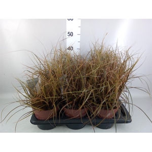 Uncinia rubra 'Everflame'