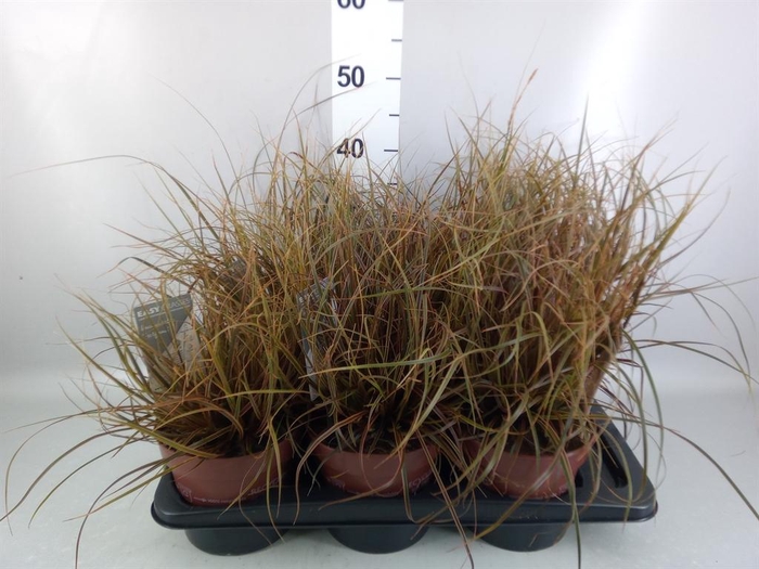 Uncinia rubra 'Everflame'