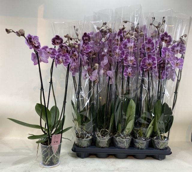 <h4>PHAL AN REIMS</h4>