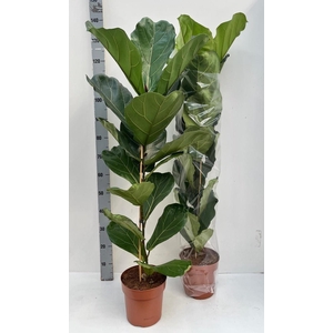 FICUS LYRATA