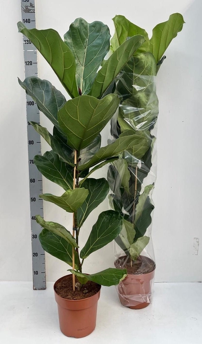 <h4>FICUS LYRATA</h4>