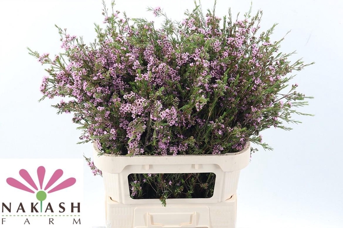 <h4>Cham Un Hili</h4>