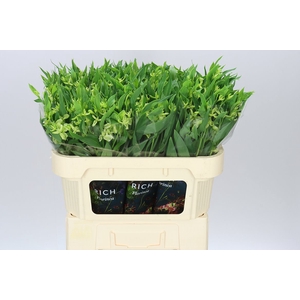 Alstro Charm Jade