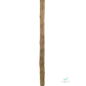 CACTUS STEM BLEACHED 1METER