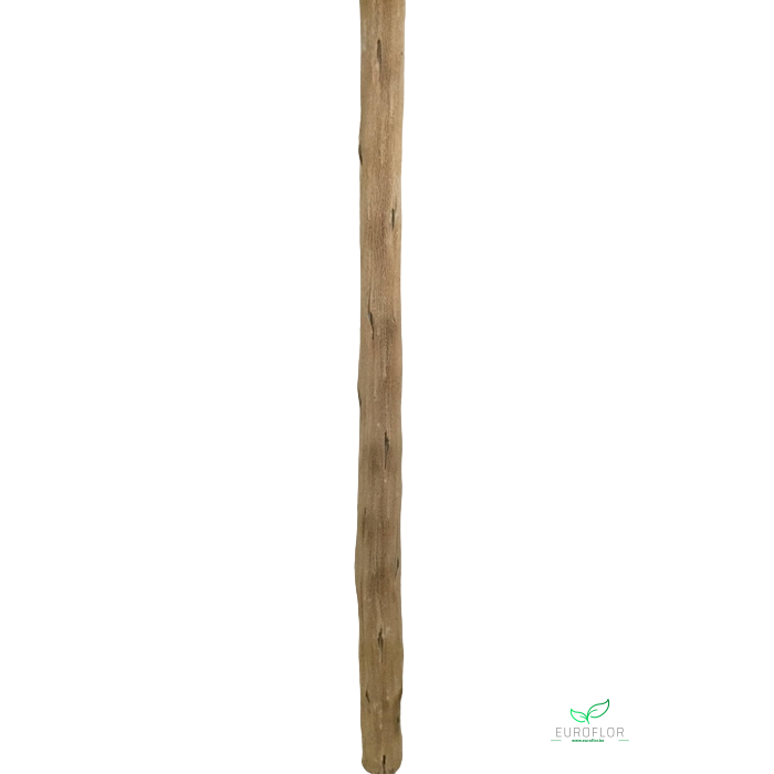<h4>CACTUS STEM BLEACHED 1METER</h4>