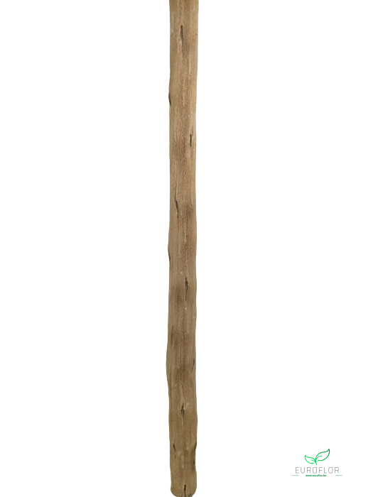 CACTUS STEM BLEACHED 1METER