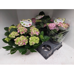 Hydrangea macr. Rembrandt Vibrant Verde