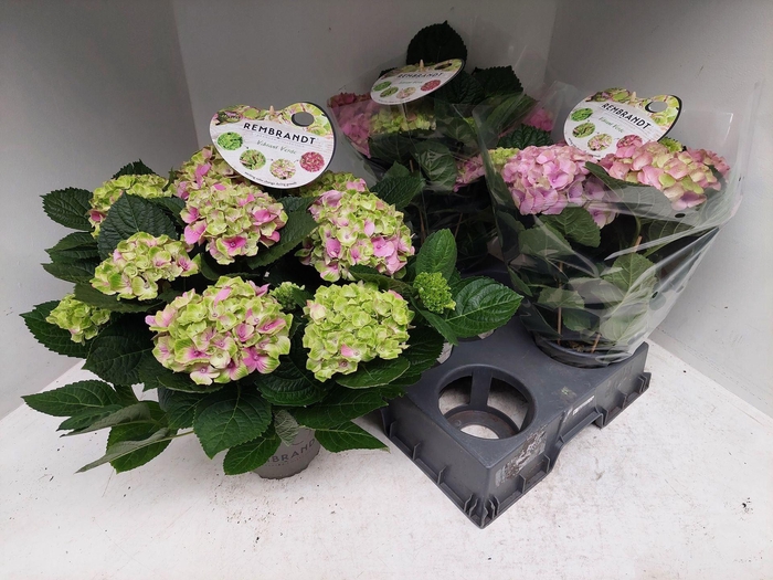 <h4>Hydrangea macr. Rembrandt Vibrant Verde</h4>