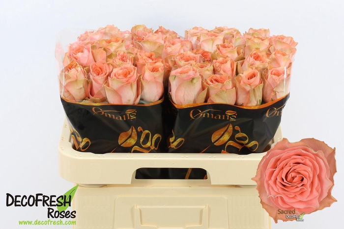 <h4>R Gr Sacred</h4>