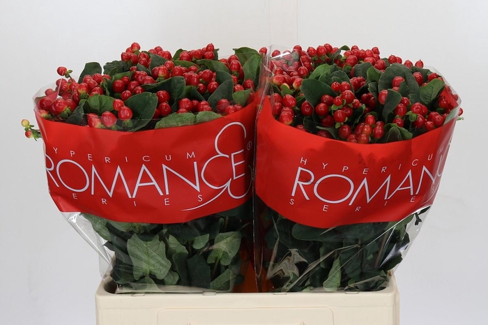 <h4>Hypericum True Romance</h4>