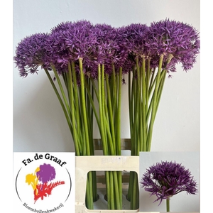 ALLIUM VIOLET BEAUTY