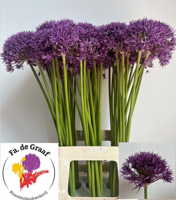 <h4>ALLIUM VIOLET BEAUTY</h4>