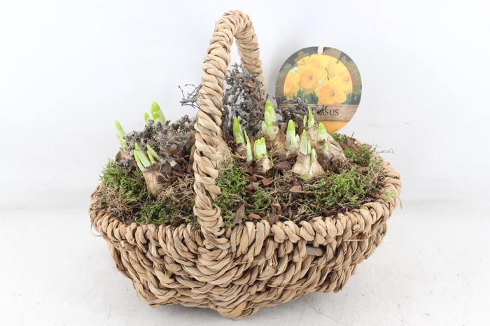 <h4>arr4 Narcis PL - Tasmand x4</h4>