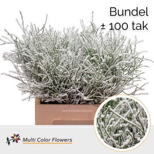 Heidelbeer (Bundel) Naturel + Snow