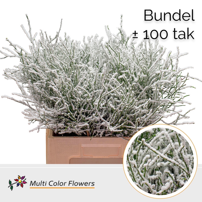 <h4>Heidelbeer (Bundel) Naturel + Snow</h4>