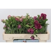 Ranunculus Magical Raspberry
