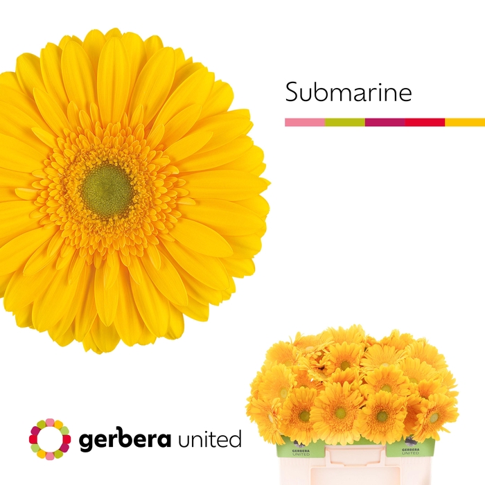 <h4>Gerbera Submarine Water</h4>