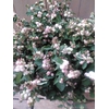 ALLIUM MRS BOUQUET