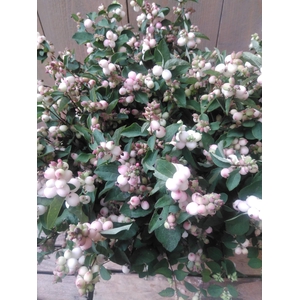 BOEKET AROMI X5